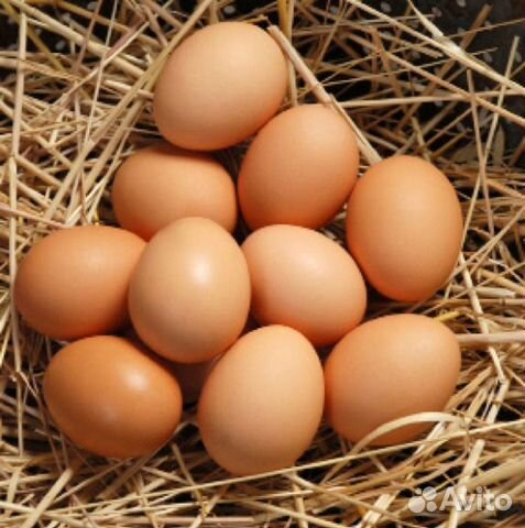Разведение кур, (яйца) купить на Зозу.ру - фотография № 1
