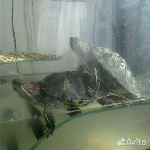 Четыре красноухие черепахи купить на Зозу.ру - фотография № 2