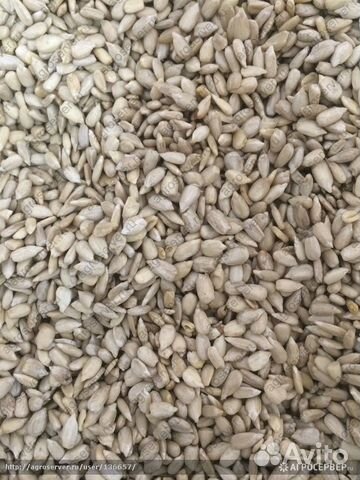 Ядро подсолнечника