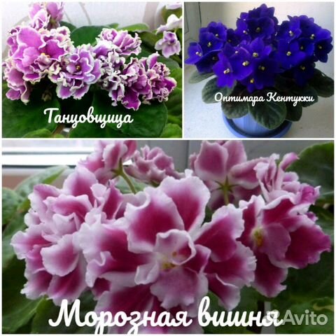 Фиалка