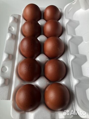 Инкубационное яйцо черно-серебристого и черно-медн купить на Зозу.ру - фотография № 1