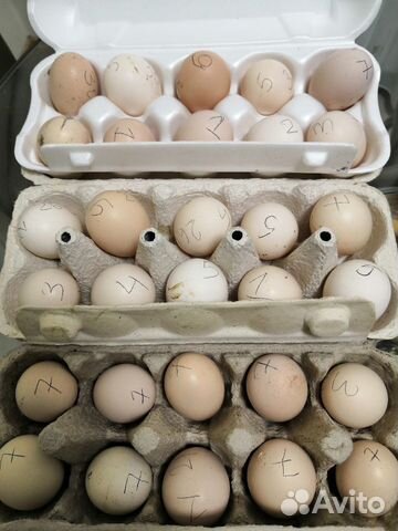 Инкубационное яйцо, петухи китайских шёлковых кур купить на Зозу.ру - фотография № 1