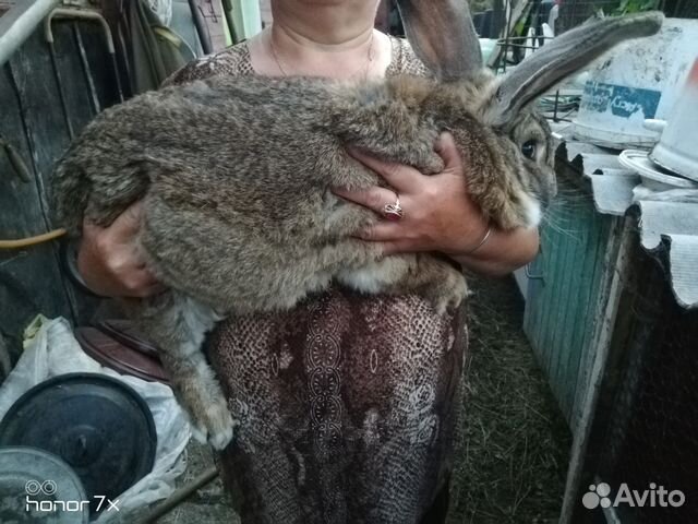 Кролики Фландер купить на Зозу.ру - фотография № 1