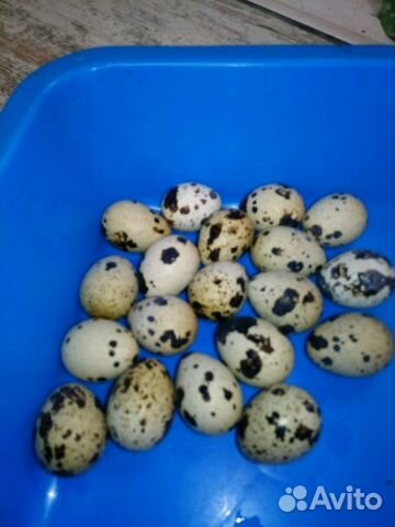 Инкубационное яйцо перепела, цесарки купить на Зозу.ру - фотография № 1