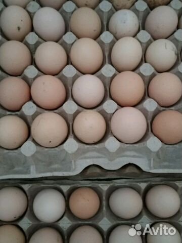 Яйца кур брамо купить на Зозу.ру - фотография № 4