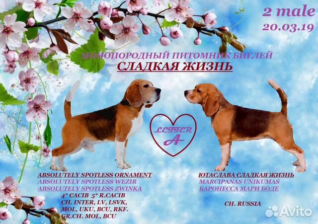 Где Купить Собаку В Магнитогорске