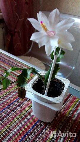 Кактусы и суккуленты