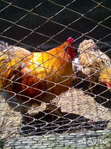 Суточные цыплята Брама. Инкубационное яйцо Брама купить на Зозу.ру - фотография № 1