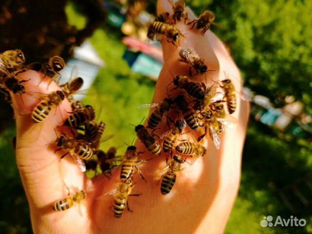 Продаю пчёлы купить на Зозу.ру - фотография № 5