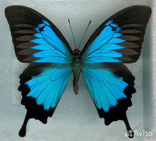 Бабочка в рамке Papilio ulysses (подарок, сувенир)