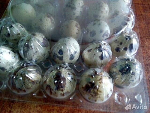 Инкубационные перепелинные яйца