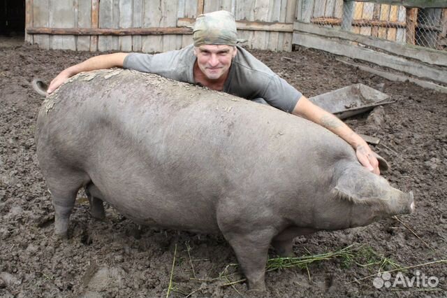 Продаются свиньи, поросята купить на Зозу.ру - фотография № 10