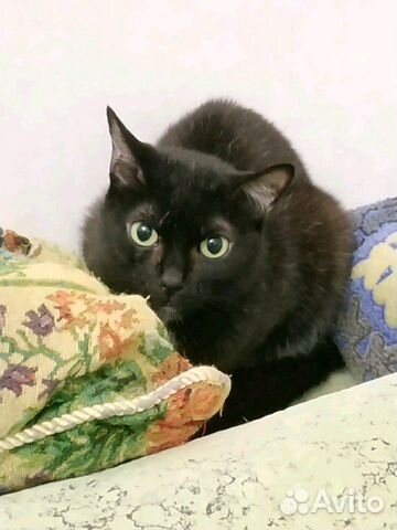 Кошка - Черная купить на Зозу.ру - фотография № 1