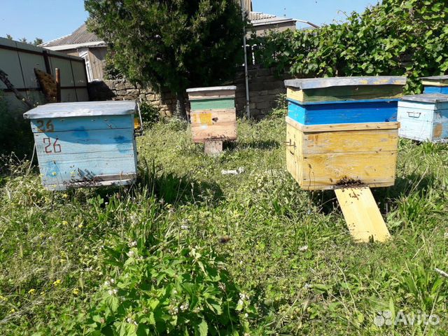 Улья пчелы горный чистый мед рамки есть в продаже купить на Зозу.ру - фотография № 1