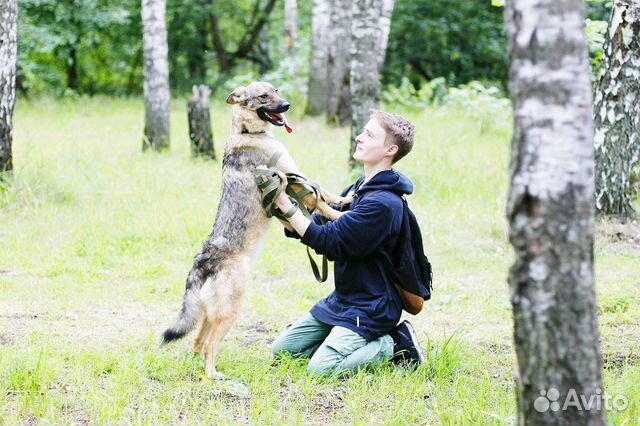 Смешная собака Томми в добрые руки купить на Зозу.ру - фотография № 5