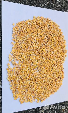 Зерно Кукурузы 3000 тонн купить на Зозу.ру - фотография № 1