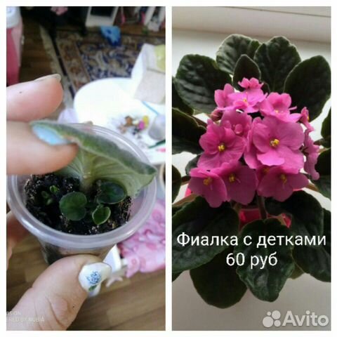 Фиалки сортовые,лист,детка Фиалки сортовые,лист,детка