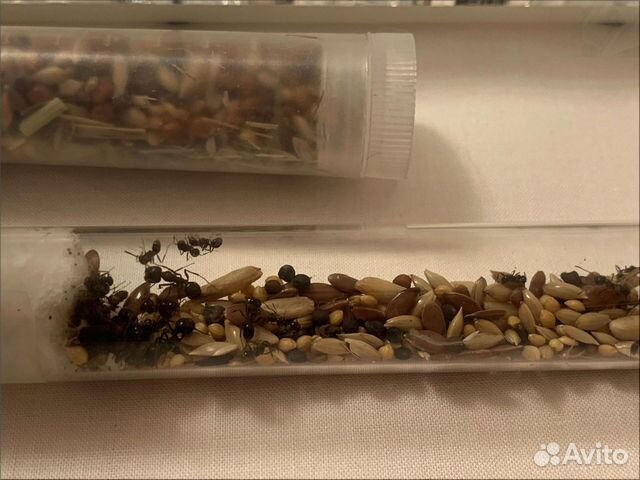 Муравьиная ферма с муравьями (формикарий)