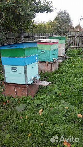 Пчелы, улья - всё для пчеловодства купить на Зозу.ру - фотография № 1