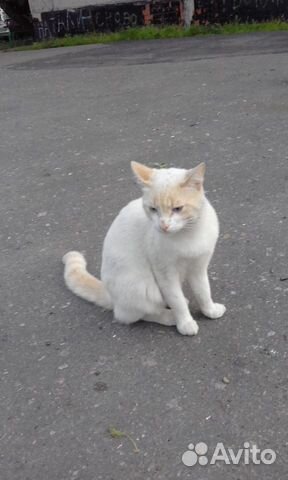 Красивый котик с голубыми глазами купить на Зозу.ру - фотография № 1