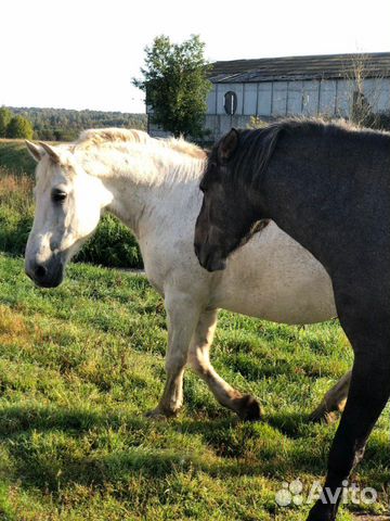 Продаю 2х коней в Вологде купить на Зозу.ру - фотография № 7