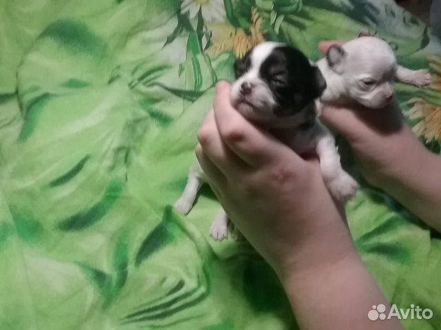 авито благовещенск животные