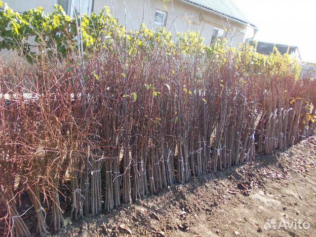 Саженцы от производителя Саженцы от производителя