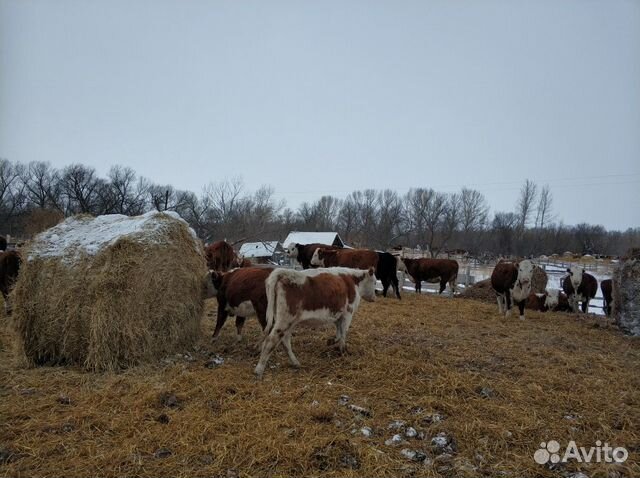 Коровы и телки породы Герефорд купить на Зозу.ру - фотография № 3