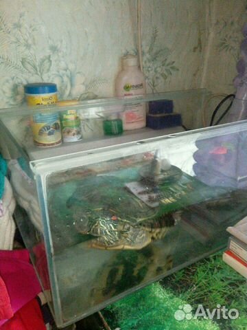 Огромная черепаха, аквариум в сборе-обмен купить на Зозу.ру - фотография № 5