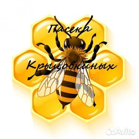 Пчеломатки Карника Ф1, Бакфаст Ф1 купить на Зозу.ру - фотография № 9