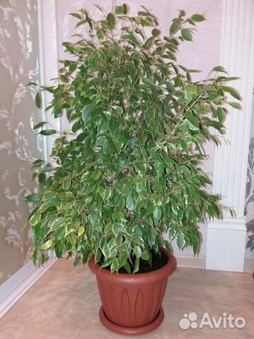 Бенджамина фикус