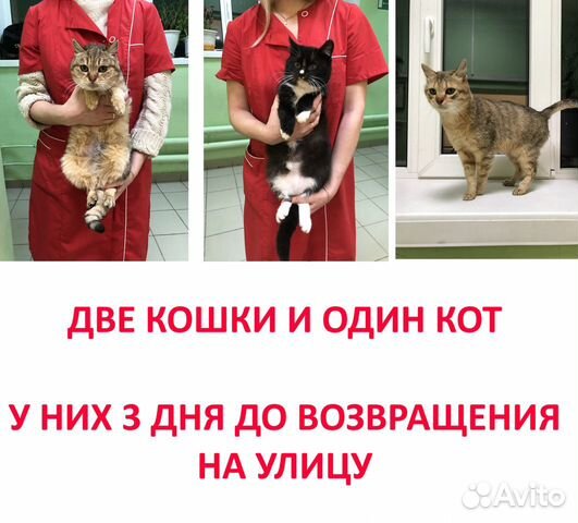 Две молодые ручные кошечки и котик ищут свой дом купить на Зозу.ру - фотография № 1