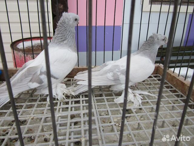 Узбекские голуби купить на Зозу.ру - фотография № 7