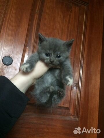 Отдаю котяток в добрые руки купить на Зозу.ру - фотография № 10