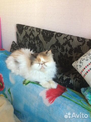 Персидская кошка.Вязка купить на Зозу.ру - фотография № 1