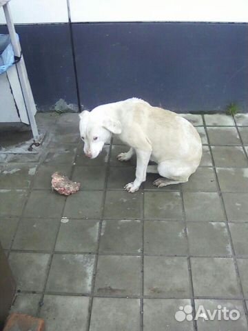 Бездомная собака купить на Зозу.ру - фотография № 4