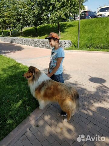 Кобель для вязок Кобель для вязок