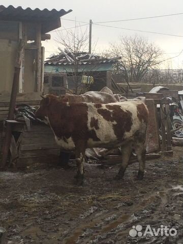 Коровы купить на Зозу.ру - фотография № 4