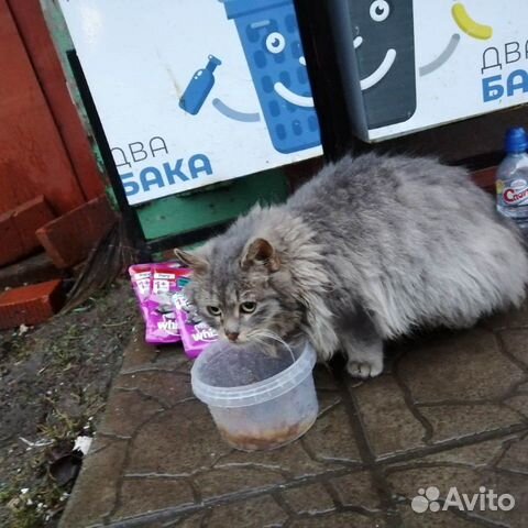Пристраивается кошка купить на Зозу.ру - фотография № 3