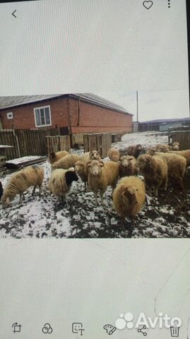 Овцы 12 шт купить на Зозу.ру - фотография № 2