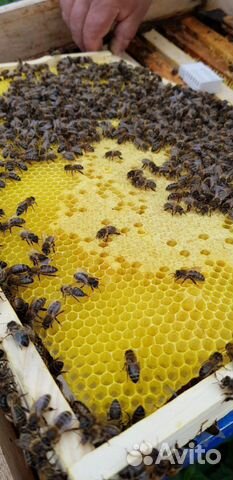 Пчелопакеты Среднерусской породы купить на Зозу.ру - фотография № 4