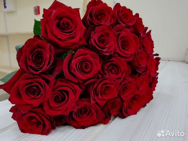 Авито петрозаводск цветы. Авито петрозаводск цветы. Цветы петрозаводск. Авито петрозаводск цветы. Авито петрозаводск цветы.