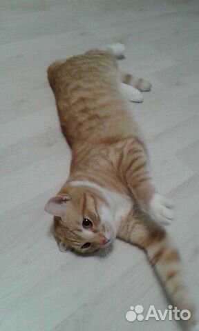 Отдам кота Отдам кота