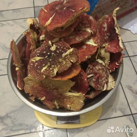 Мухомор красный