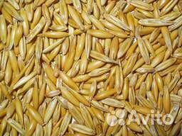 Пшеница оптом купить на Зозу.ру - фотография № 4