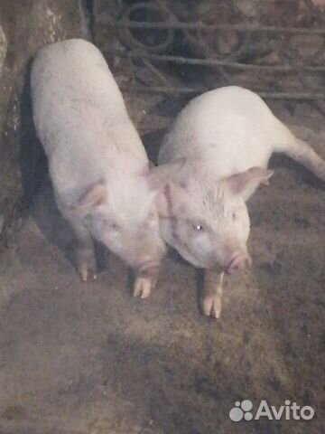 Продам поросят