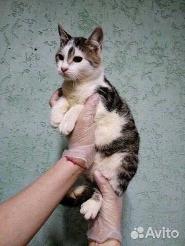 Подросток котик в добрые руки Подросток котик в добрые руки