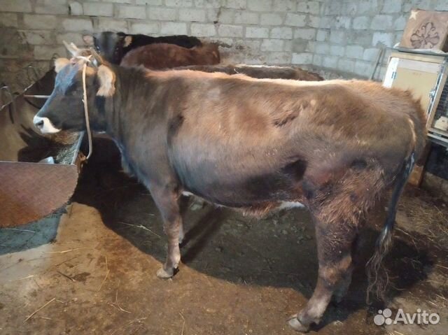 Корова и быки купить на Зозу.ру - фотография № 1