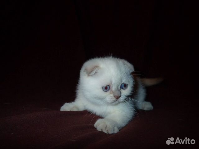 Породистые котята сиамских "золотых" окрасов купить на Зозу.ру - фотография № 7