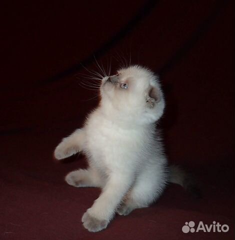 Клубные котята "золотых" окрасов купить на Зозу.ру - фотография № 2